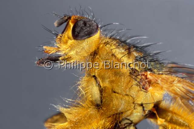 scatophaga stercoraria 2.JPG - Scatophaga stercoraria (Portrait)Mouche à merde (mâle)Diptera, ScatophagidaeFrance